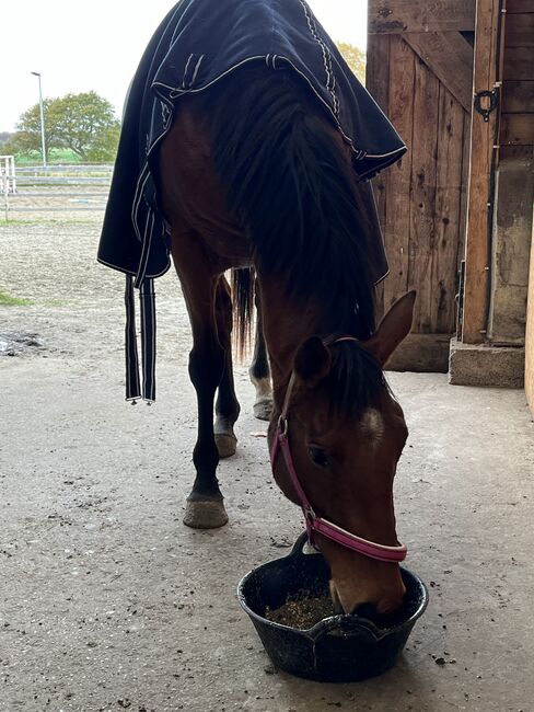 Freizeitstute, Meike , Horses For Sale, Ostrohe, Image 4