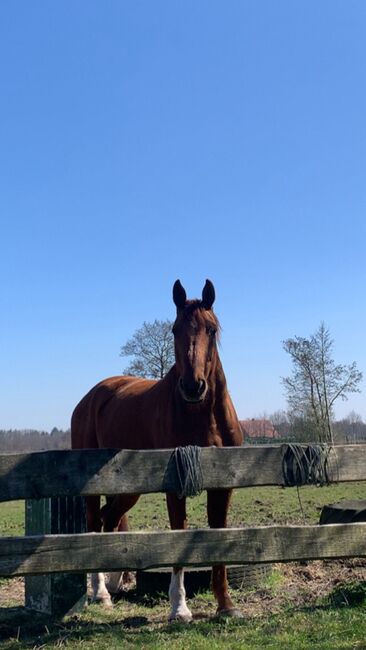Freizeitpartner mit Erfahrung und Charakter, Katharina Lehmann (Pferdevermittlung Leus), Horses For Sale, Großheide, Image 4