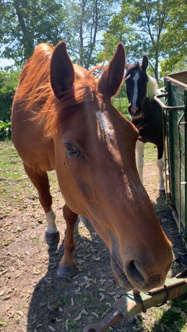 Freizeitpartner mit Erfahrung und Charakter, Katharina Lehmann (Pferdevermittlung Leus), Horses For Sale, Großheide