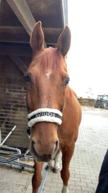 Freizeitpartner mit Erfahrung und Charakter, Katharina Lehmann (Pferdevermittlung Leus), Horses For Sale, Großheide, Image 2