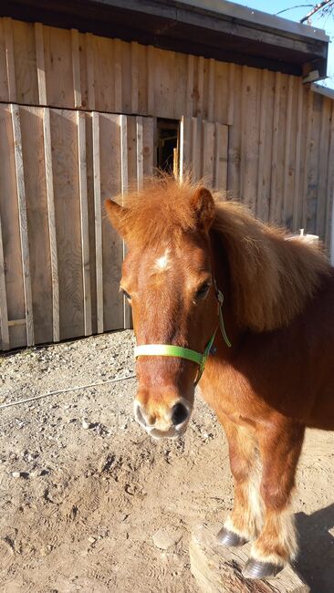 Freizeit pony, Alexandra Stöckl , Horses For Sale, Mignitz, Image 3