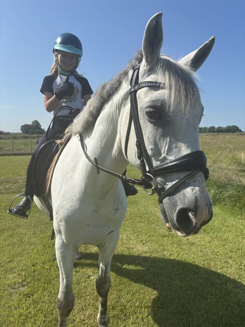 Freizeitpony, Mireille, Horses For Sale, Poppenbüll , Image 3