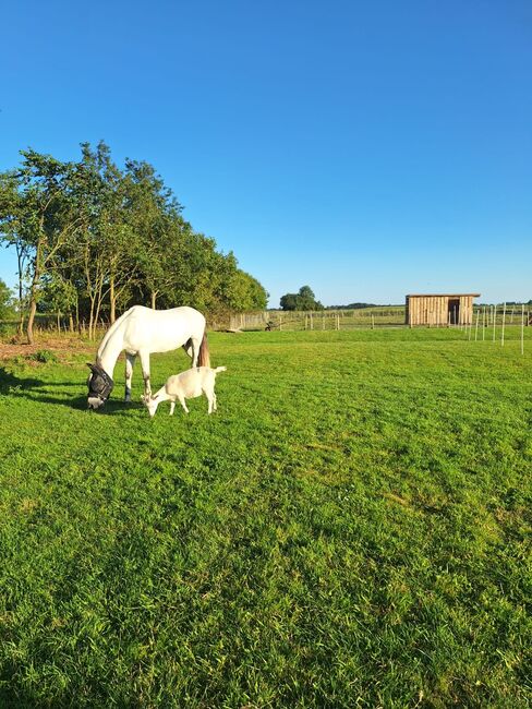 Freizeitpony, Mireille, Horses For Sale, Poppenbüll , Image 4