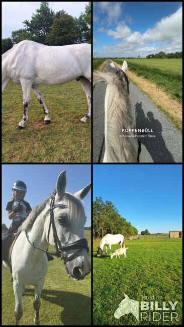 Freizeitpony, Mireille, Horses For Sale, Poppenbüll , Image 9