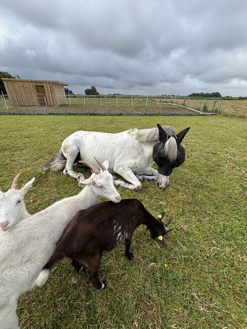 Freizeitpony, Mireille, Horses For Sale, Poppenbüll , Image 8