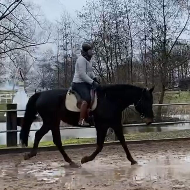 Reitunterricht, Doppellonge, Bodenarbeit, Beritt, Christiane Jenny Müller, Nauka jazdy konnej, Ergersheim, Image 4