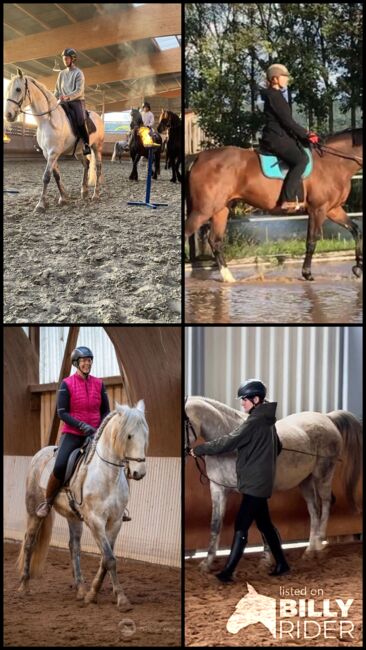 Reitunterricht, Doppellonge, Bodenarbeit, Beritt, Christiane Jenny Müller, Nauka jazdy konnej, Ergersheim, Image 17