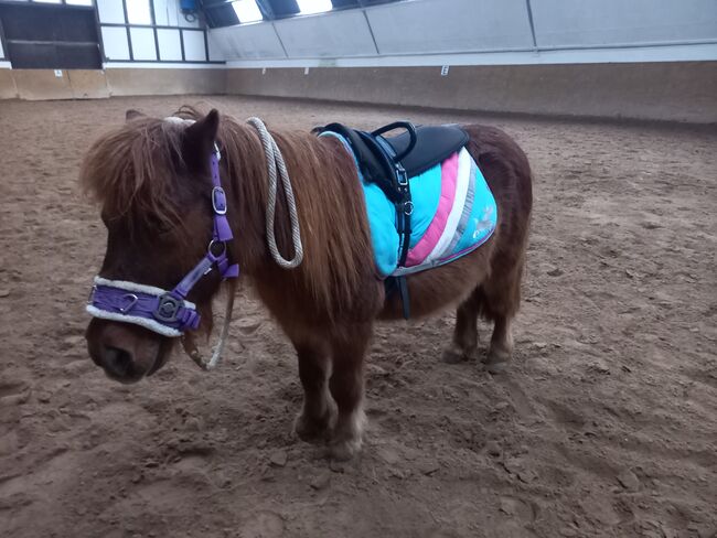 Reitunterricht Reittherapie Kindergeburtstag, Franzi, Nauka jazdy konnej, Ebsdorfergrund, Image 5