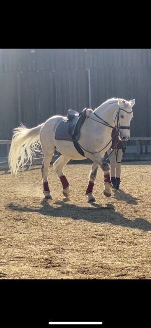 Unterricht und Beritt, Irina Steinmassl, Riding Lessons, Stuttgart Zuffenhausen, Image 14