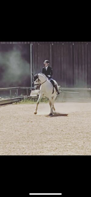 Unterricht und Beritt, Irina Steinmassl, Riding Lessons, Stuttgart Zuffenhausen, Image 13