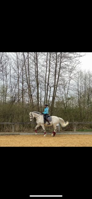 Unterricht und Beritt, Irina Steinmassl, Riding Lessons, Stuttgart Zuffenhausen, Image 9