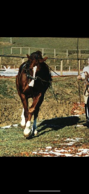 Unterricht und Beritt, Irina Steinmassl, Riding Lessons, Stuttgart Zuffenhausen, Image 12