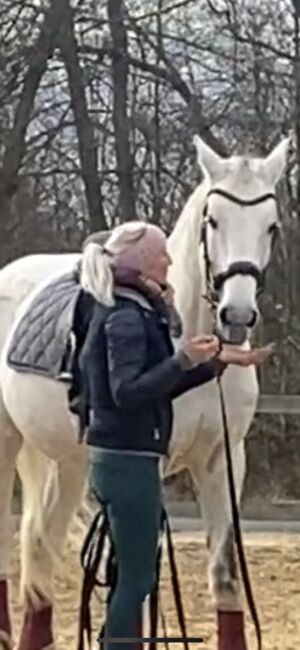 Unterricht und Beritt, Irina Steinmassl, Riding Lessons, Stuttgart Zuffenhausen, Image 11