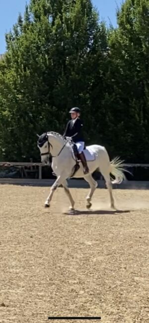 Unterricht und Beritt, Irina Steinmassl, Riding Lessons, Stuttgart Zuffenhausen, Image 5