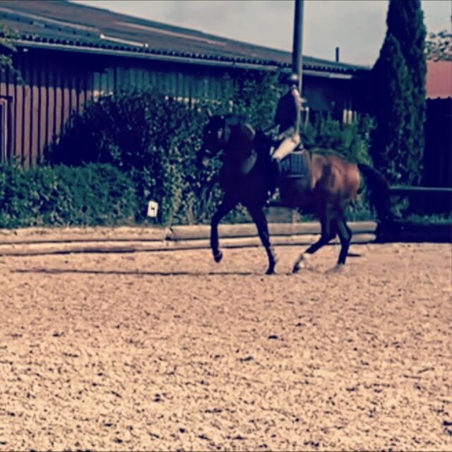 Unterricht und Beritt, Irina Steinmassl, Riding Lessons, Stuttgart Zuffenhausen, Image 7