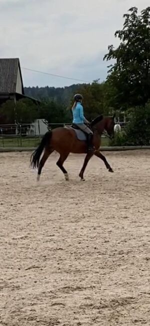 Unterricht und Beritt, Irina Steinmassl, Riding Lessons, Stuttgart Zuffenhausen, Image 15