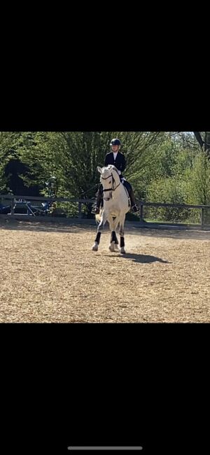 Unterricht und Beritt, Irina Steinmassl, Riding Lessons, Stuttgart Zuffenhausen, Image 6