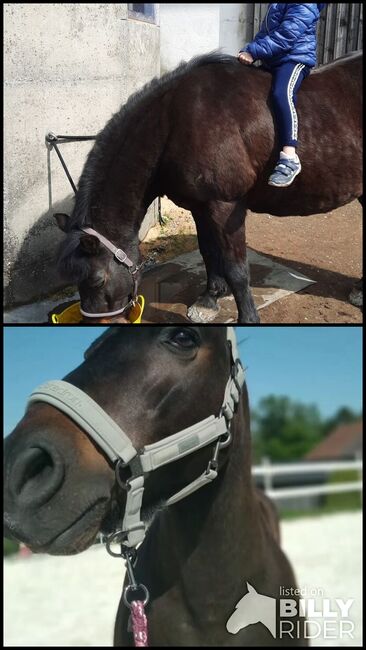 Lennard  sucht dich, Doris, Horses For Sale, Andorf, Image 3