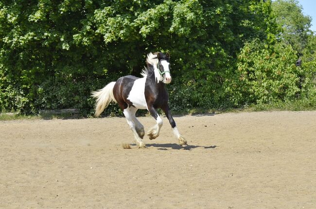 Leonidas - tinker, Basia, Horses For Sale, Frombork