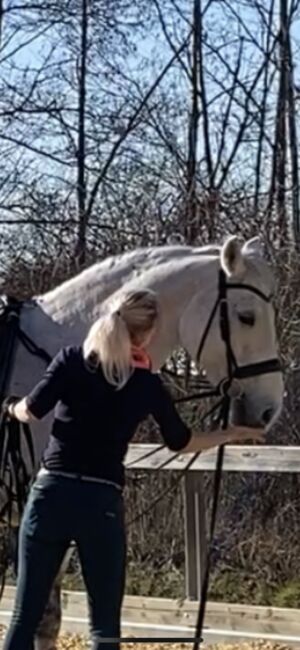 Unterricht und Beritt, Irina Steinmassl, Riding Lessons, Stuttgart Zuffenhausen, Image 8