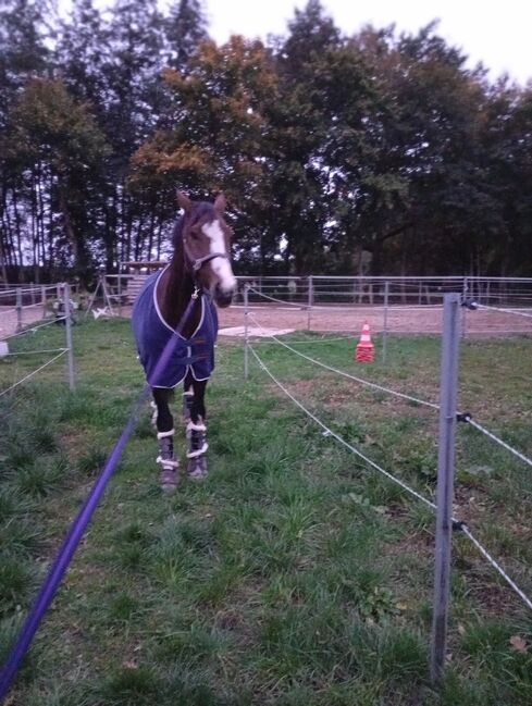 Unterricht, Claudia , Riding Lessons, hoort