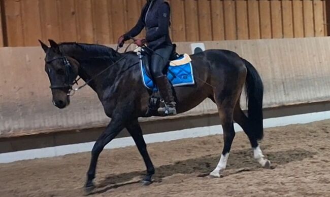 Suche leichten Reiter/in für Stute in Fellbach, Urmeli Urmel, Horse Sharing, Ostelsheim, Image 4