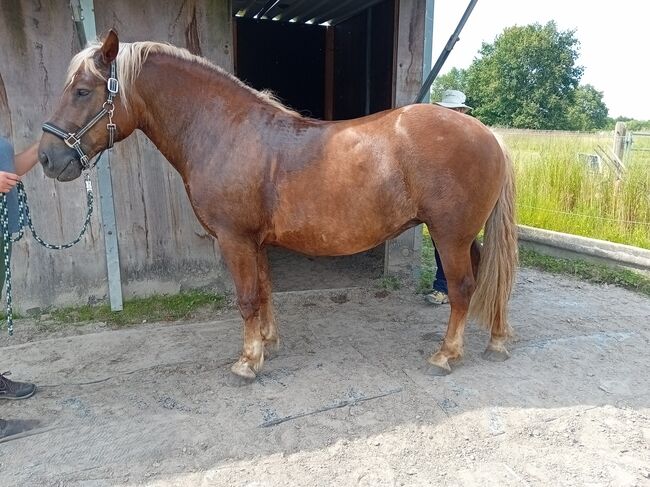 Sattel für breite Pferde mit kurzem Rücken gesucht?, MY-Sattel Manufaktur PURE SAVANNAH, PURE DELIGHT, PURE WALKING, MY-Sattel (MY-Sattel Manufaktur), Endurance Saddle, Zilshausen