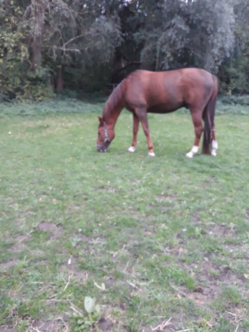 Pflegebeteiligung für  Traber in Bochum gesucht, Michaela Geda, Horse Sharing, Gelsenkirchen, Image 2