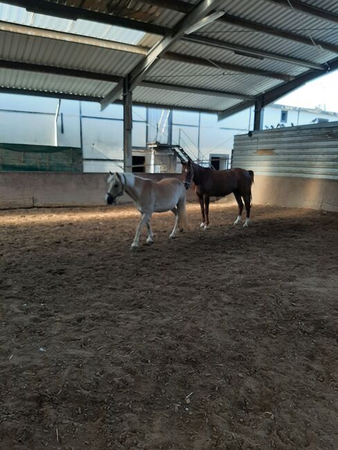 Pflegebeteiligung für  Traber in Bochum gesucht, Michaela Geda, Horse Sharing, Gelsenkirchen, Image 5