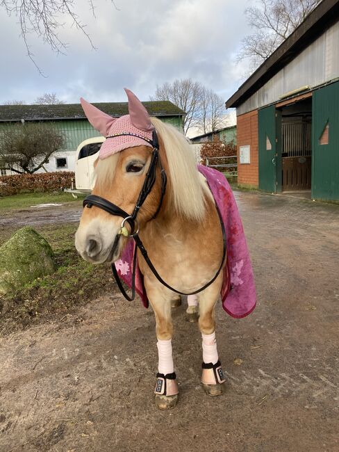 Suchen zuverlässige Reitbeteiligung, luna, Horse Sharing, Hohenaspe, Image 5