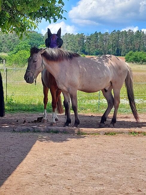 Suche Reitbeteiligung für meinen Tarpan-Konik-Mix, Röttenbach (Erlangen), Verena Hamacher (im Auftrag), Horse Sharing, Röttenbach , Image 3