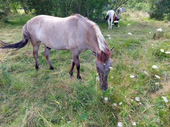 Suche Reitbeteiligung für meinen Tarpan-Konik-Mix, Röttenbach (Erlangen), Verena Hamacher (im Auftrag), Horse Sharing, Röttenbach , Image 4