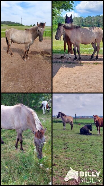Suche Reitbeteiligung für meinen Tarpan-Konik-Mix, Röttenbach (Erlangen), Verena Hamacher (im Auftrag), Horse Sharing, Röttenbach , Image 6