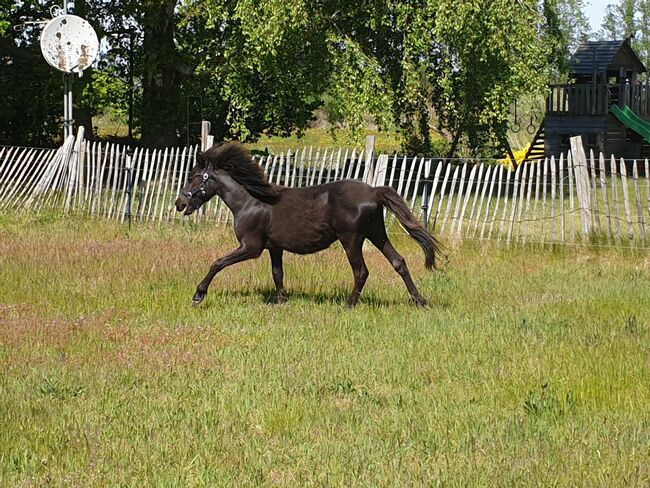 Sucht ein zu Hause, Nicole Kindl , Horses For Sale, Ahlbeck , Image 2