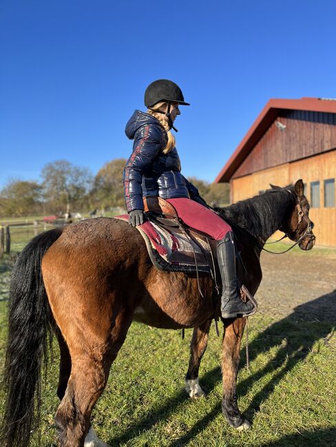 Aus gesundheitlichen Gründen neues Zuhause für meinen Wallach gesucht, Tim Kiper, Horses For Sale, Aerzen, Image 3