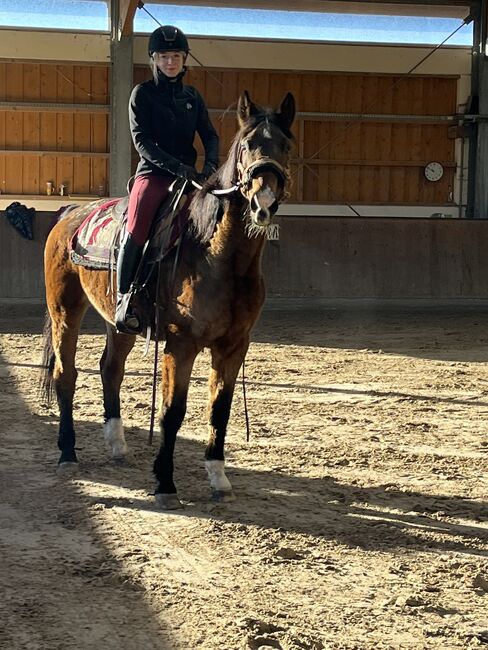 Aus gesundheitlichen Gründen neues Zuhause für meinen Wallach gesucht, Tim Kiper, Horses For Sale, Aerzen