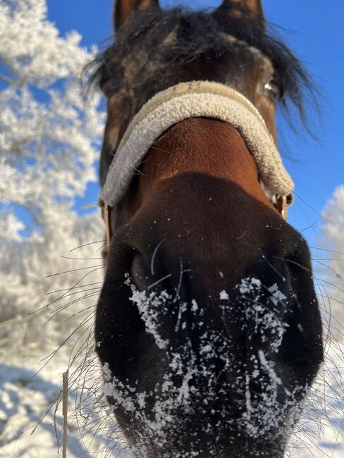 suche Reitpferd- Freizeit 10-17 Jahre, 148-158cm, gesund, Geländesicher, Johanna, Horses For Sale, Mitterteich