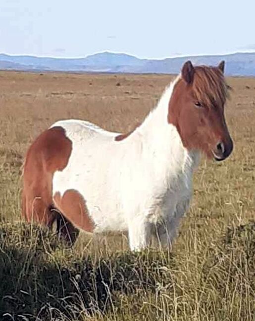 Spasspferd zum selbst ausbilden, Islandpferde-aus-Island, Horses For Sale, Südisland