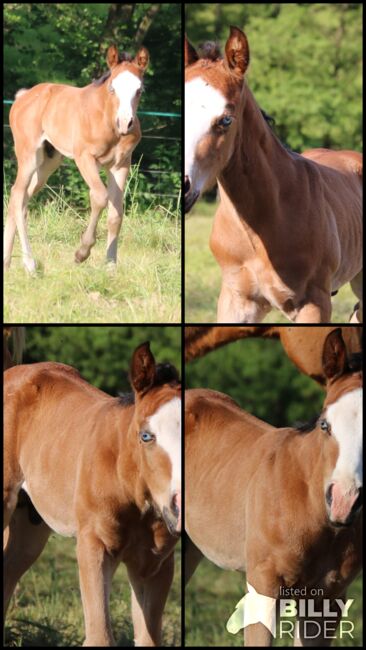 Niedlicher Eyecatcher, Kerstin Rehbehn (Pferdemarketing Ost), Horses For Sale, Nienburg, Image 6