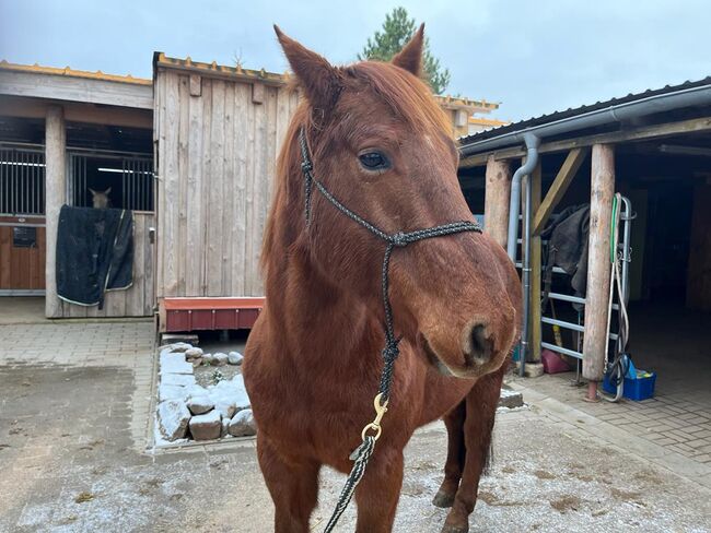 niedlicher, kompakter Quarter Horse Wallach mit Cow Sense, Kerstin Rehbehn (Pferdemarketing Ost), Horses For Sale, Nienburg, Image 7