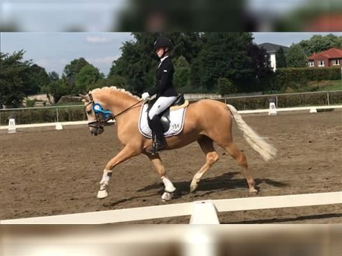 Süßer DRP Wallach sucht ein neues Zuhause, Selina Krüger, Horses For Sale, Berlin, Image 13