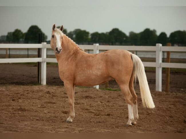 Süßer DRP Wallach sucht ein neues Zuhause, Selina Krüger, Horses For Sale, Berlin, Image 5