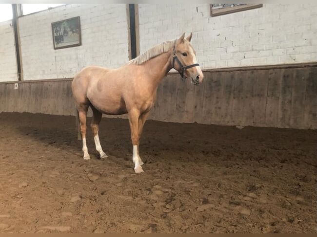 Süßer DRP Wallach sucht ein neues Zuhause, Selina Krüger, Horses For Sale, Berlin, Image 7