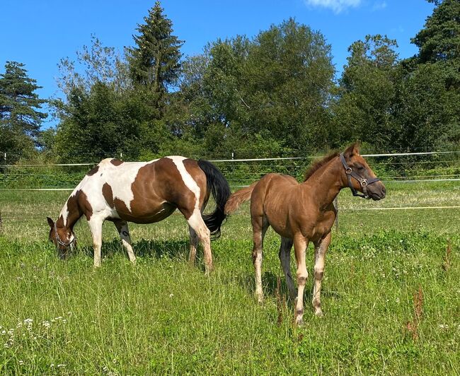 Niedliche, kräftige Paint Horse Stute, Kerstin Rehbehn (Pferdemarketing Ost), Horses For Sale, Nienburg, Image 7