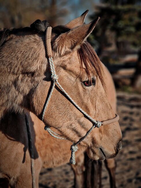 Beisteller zur Verfügung, Jassi , Horses For Sale, Gnoien