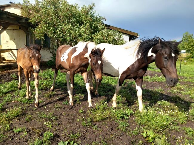 Lewitzer Fohlen, M.B., Horses For Sale, Teterow, Image 8