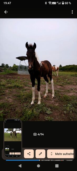 Lewitzer Fohlen, M.B., Horses For Sale, Teterow, Image 9