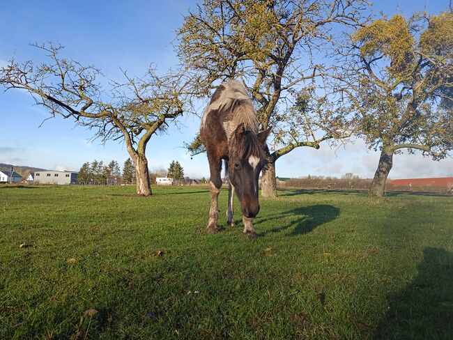 Lewitzer Fohlen, M.B., Horses For Sale, Teterow, Image 12