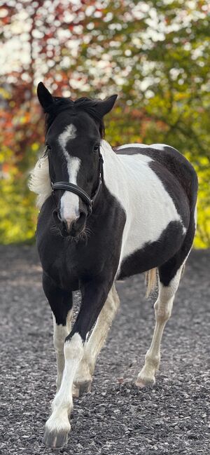 Lewitzer Stute Darcy's, Corina Meier, Horses For Sale, Zürich