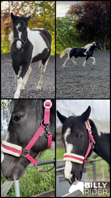 Lewitzer Stute Darcy's, Corina Meier, Horses For Sale, Zürich, Image 6